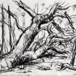 „Umgestürzter Baum“, Kohle auf Papier, 2000, 48,7 x 63,5 cm