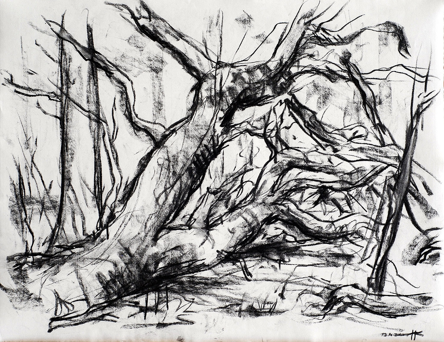 „Umgestürzter Baum“, Kohle auf Papier, 2000, 48,7 x 63,5 cm